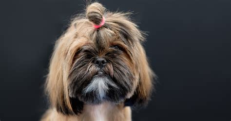 10 tipos de TOSAS para SHIH TZU .